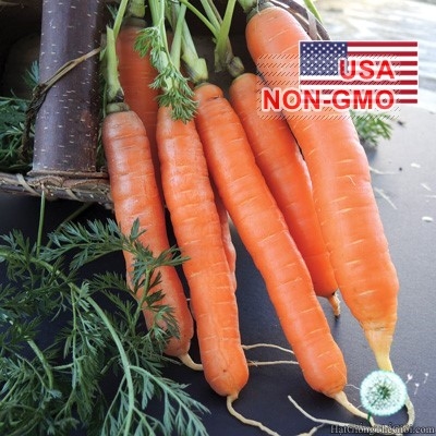 hat giong ca rot   khong loi nelson  daucus carota subsp  sativus
