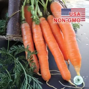 Hạt Giống Cà Rốt - Không Lõi Nelson (Daucus carota subsp. Sativus)