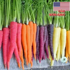 Hạt Giống Cà Rốt Nhiều Màu (Daucus carota subsp. sativus)