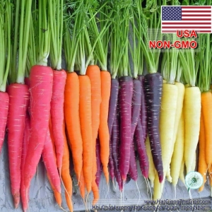 hat giong ca rot nhieu mau  daucus carota subsp  sativus