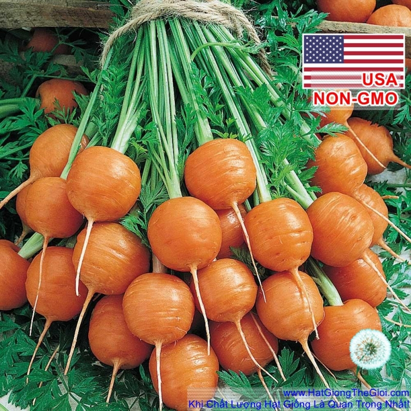 hat giong ca rot tron trong chau   phap parisian  daucus carrota