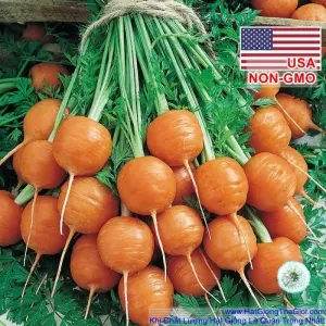Hạt Giống Cà Rốt Tròn Trồng Chậu - Pháp Parisian (Daucus carota)