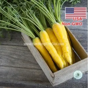 Hạt Giống Cà Rốt Vàng - Gold (Daucus carota)