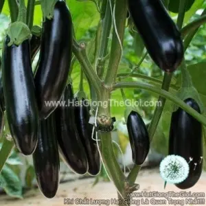 Hạt Giống Cà Tím Anamur F1