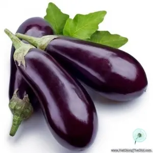 Hạt Giống Cà Tím Trái Dài (Solanum melongena)