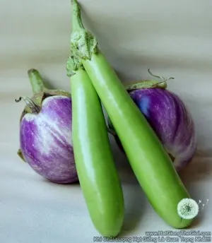 Hạt Giống Cà Xanh Mỡ Dài (Solanum melongena)