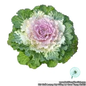 Hạt Giống Cải Bắp Cải Sa Mạc OSAKA IQ Pink Bicolor