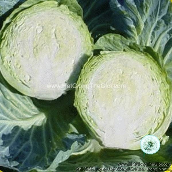 hat giong cai bap f1 tg295 chiu nhiet