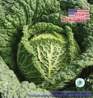 Hạt Giống Cải Bắp - Nhăn Savoy (Brassica oleracea var. capitata)