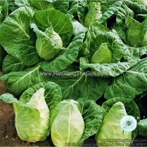Hạt Giống Cải Bắp Trái Tim Caramba F1