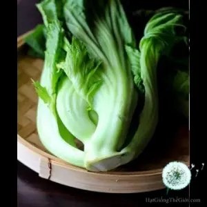 Hạt Giống Cải Bẹ Dưa Muối (Brassica juncea)