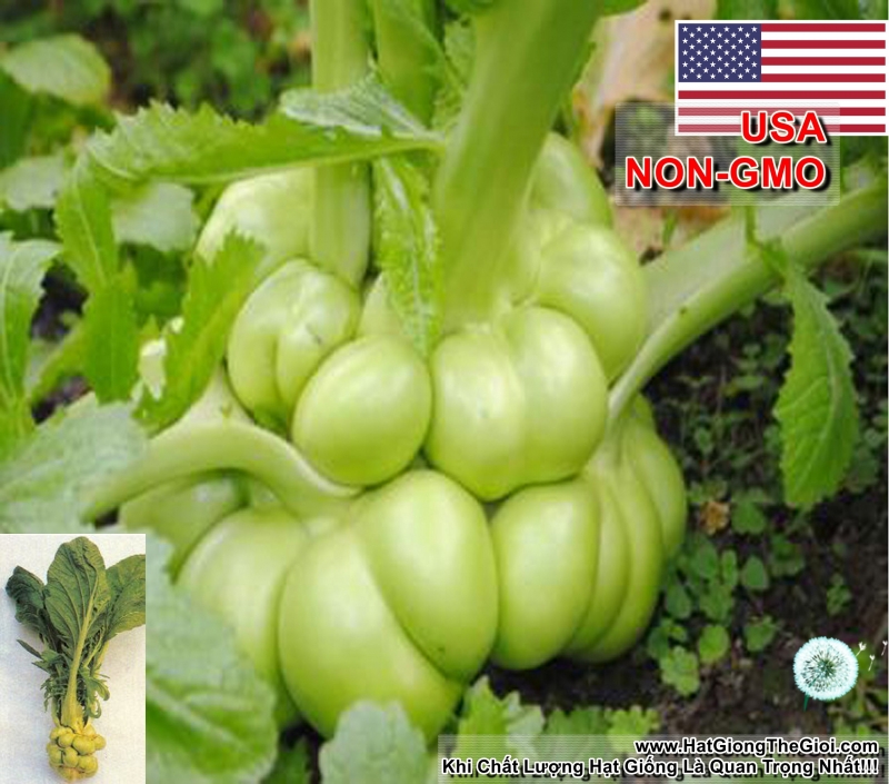 hat giong cai be dua tien ong   tu xuyen  brassica juncea