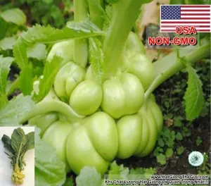 Hạt Giống Cải Bẹ Dưa Tiên Ông - Tứ Xuyên (Brassica juncea)