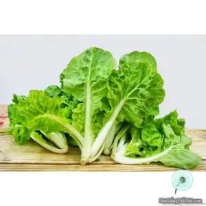 Hạt Giống Cải Bẹ Dún (Brassica juncea)