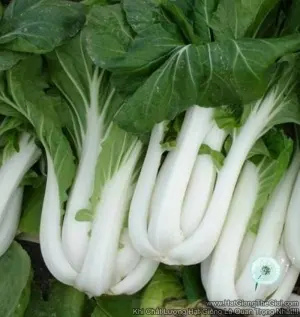 Hạt Giống Cải Thìa Cọng Trăng Cải Bẹ Trắng (Brassica)