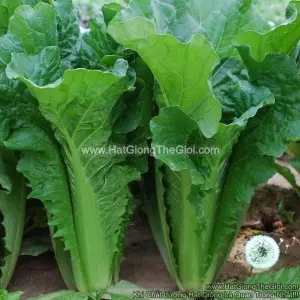 Hạt Giống Cải Ba Miền
