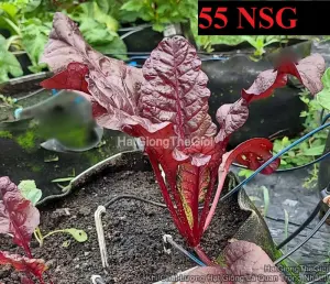 Hạt Giống Cải Bó Xôi Đỏ Đậm TG363