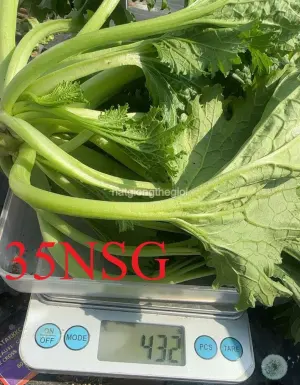 Hạt Giống Cải Bốn Mùa