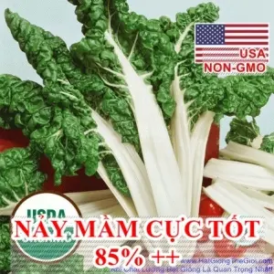 Hạt Giống Cải Cầu Vồng Khổng Lồ - FordHook 70cm (Beta vulgaris)