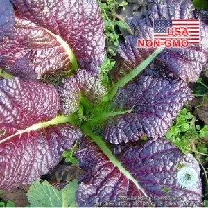 Hạt Giống Cải Cay - Khổng Lồ Đỏ Red Giant (Brassica juncea)