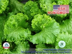 Hạt Giống Cải Cay - Xoắn Siêu Nhanh Giant (Brassica juncea)