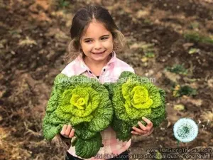 Hạt Giống Cải Hoa Hồng Nhăn Cải Hàn Quốc