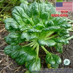 Hạt Giống Cải Tatsoi (Brassica narinosa)