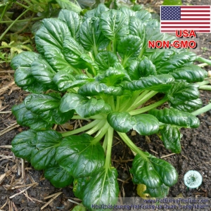 hat giong cai tatsoi  brassica narinosa
