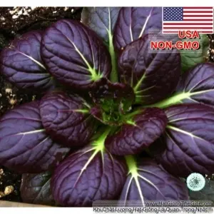 Hạt Giống Cải Hoa Hồng Tatsoi - Đỏ (Brassica juncea)
