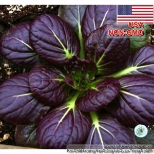 hat giong cai hoa hong tatsoi   do  brassica juncea