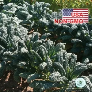 Hạt Giống Cải Xoăn Kale - Chịu Nhiệt Toscano (Brassica oleracea, Acephala)
