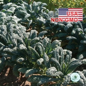 hat giong cai xoan kale   chiu nhiet toscano  brassica oleracea acephala