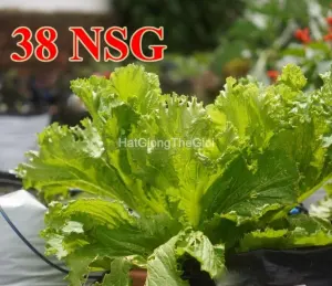Hạt Giống Cải Mào Gà Đà Lạt
