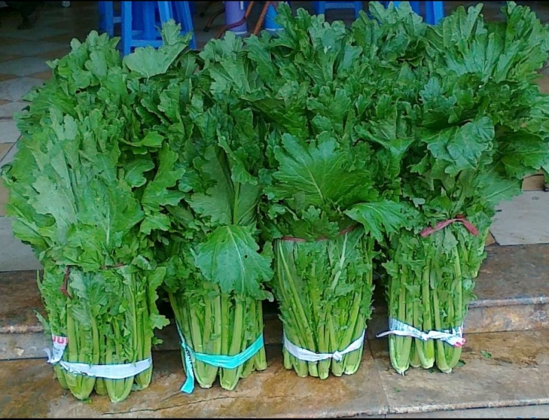 hat giong cai meo  brassica oleracea