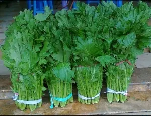 Hạt Giống Cải Mèo (Brassica oleracea)