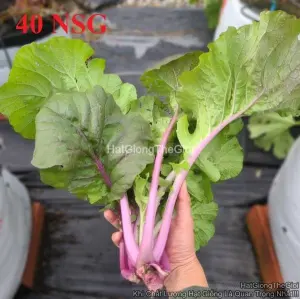 Hạt Giống Cải Mù Tạt Khổng Lồ ChaVa