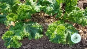 Hạt Giống Cải Mù Tạt Wasabi Xoắn