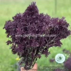 Hạt Giống Cải Mù Tạt Xù Đỏ