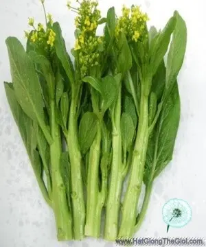 Hạt Giống Cải Ngọt Ăn Bông (Ngồng) (Brassica juncea)
