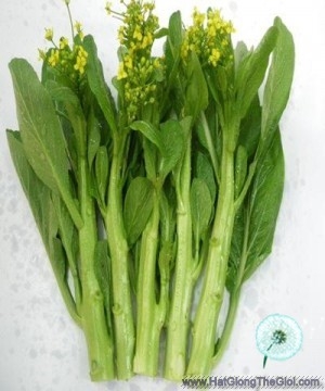 hat giong cai ngot an bong  ngong   brassica juncea
