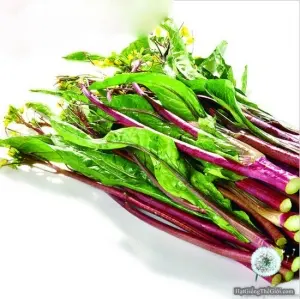 Hạt Giống Cải Ngồng Đỏ (Brassica juncea)