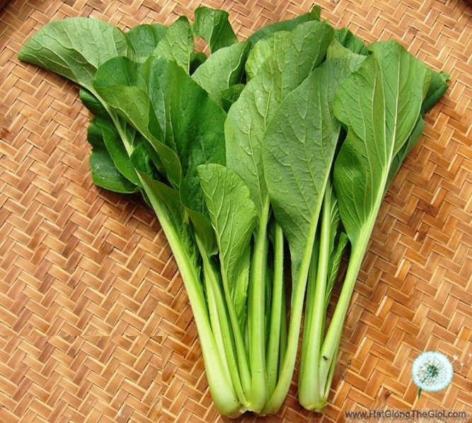 hat giong cai ngot  brassica integrifolia