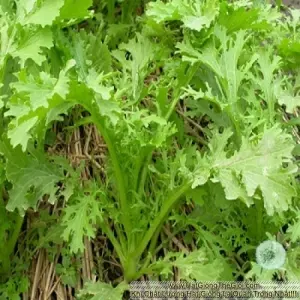 Hạt Giống Cải Ngọt Đuôi Phụng (Brassica juncea)