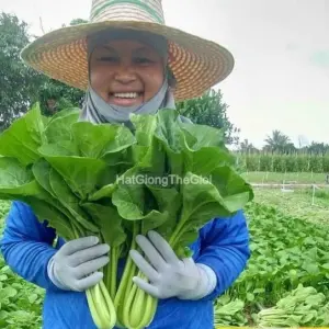 Hạt Giống Cải Ngọt F1 TG394