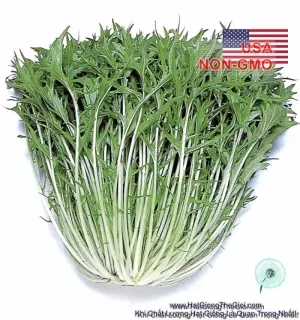 Hạt Giống Cải Ngọt Nhật - Mizuna (Brassica juncea)