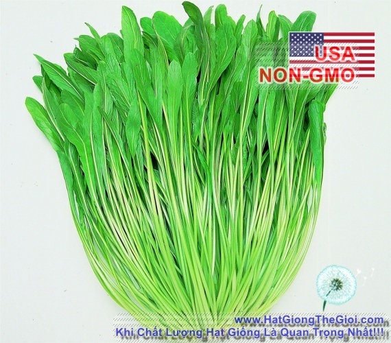 hat giong cai ngot nhat   mibuna  brassica juncea