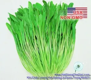 Hạt Giống Cải Ngọt Nhật - Mibuna (Brassica juncea)
