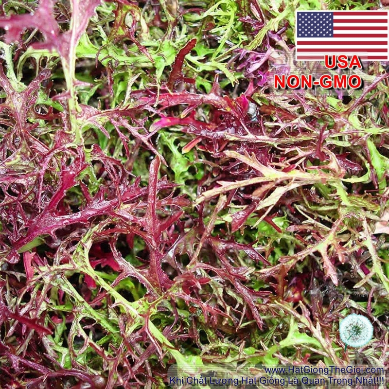 hat giong cai ngot nhat mizuna do   red  brassica juncea