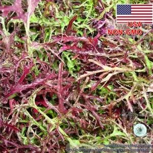 Hạt Giống Cải Ngọt Nhật Mizuna Đỏ - Red (Brassica juncea)