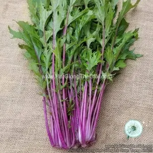 Hạt Giống Cải Ngọt Nhật Mizuna Red Central